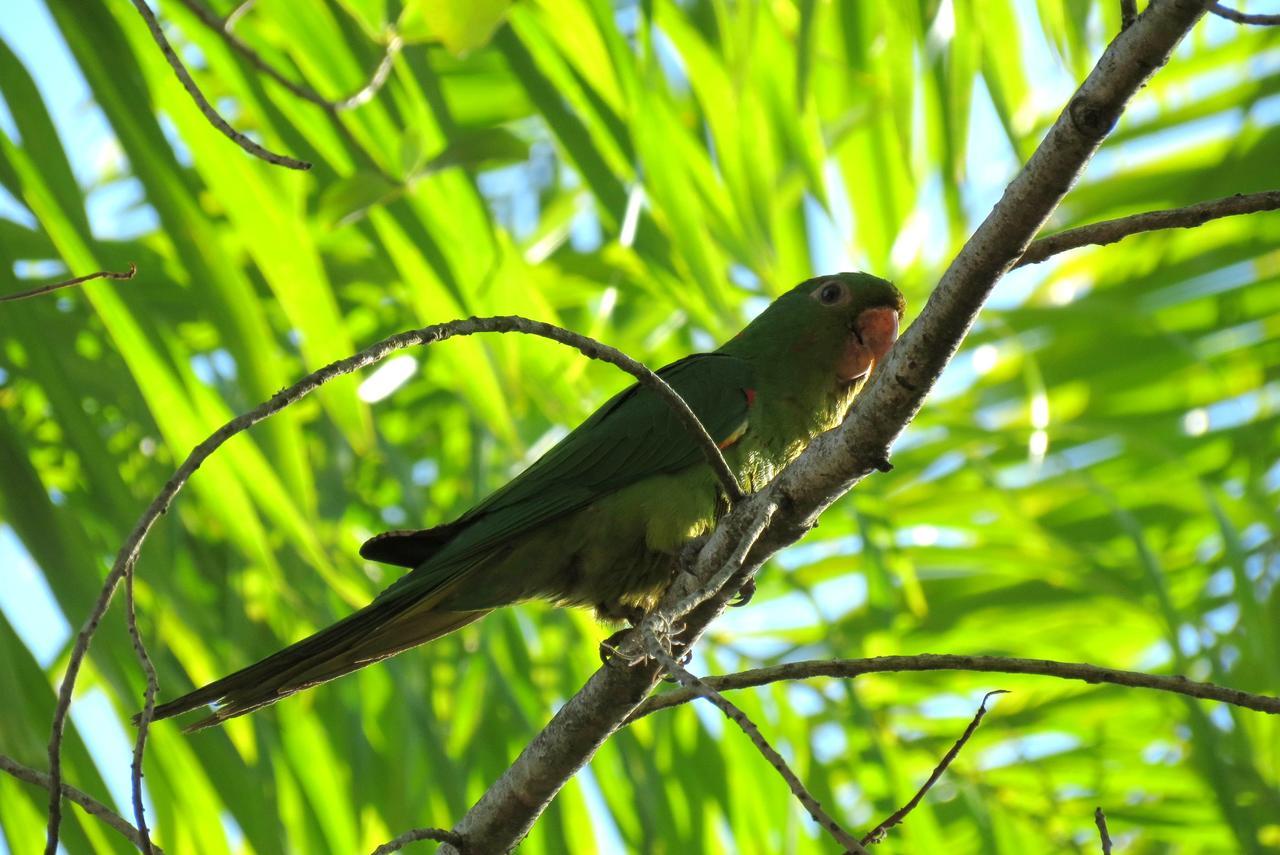 Pousada Fazenda Peroba Rosa Pedregulho Zewnętrze zdjęcie